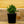 Load image into Gallery viewer, Sempervivum Living Canvas