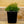 Load image into Gallery viewer, Sempervivum Living Canvas