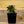 Load image into Gallery viewer, Sempervivum Living Canvas