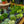 Load image into Gallery viewer, Sempervivum Living Canvas