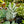 Load image into Gallery viewer, Sempervivum Living Canvas