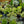 Load image into Gallery viewer, Sempervivum Living Canvas