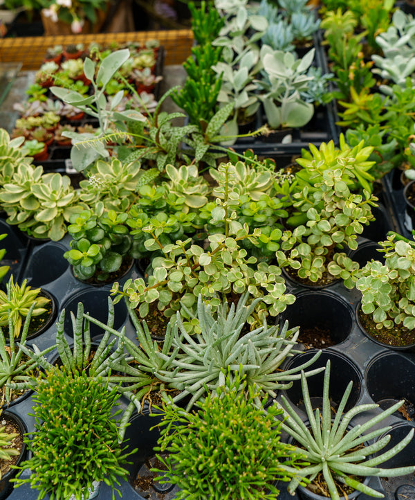 Sempervivum Living Canvas