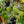 Load image into Gallery viewer, Sempervivum Living Canvas