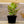 Load image into Gallery viewer, Sempervivum Living Canvas