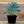 Load image into Gallery viewer, Sempervivum Living Canvas