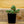 Load image into Gallery viewer, Sempervivum Living Canvas