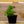 Load image into Gallery viewer, Sempervivum Living Canvas