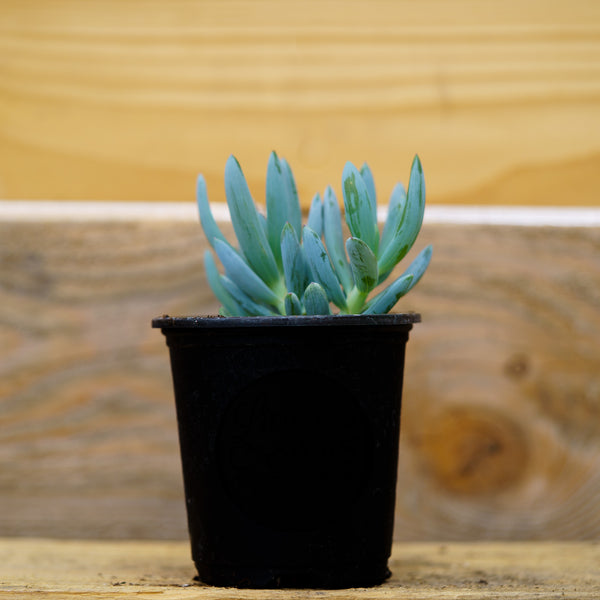 Sempervivum Living Canvas