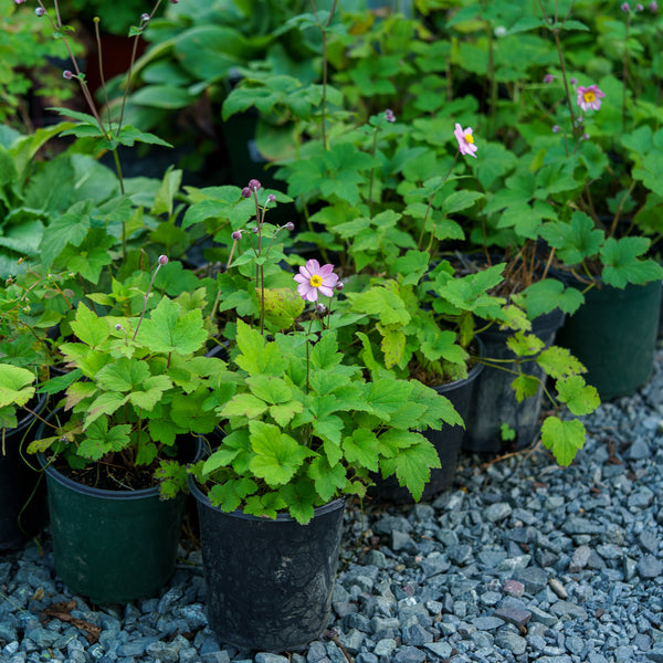 September Charm Japanese Anemone