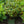 Load image into Gallery viewer, September Song Rhododendron