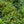Load image into Gallery viewer, September Song Rhododendron