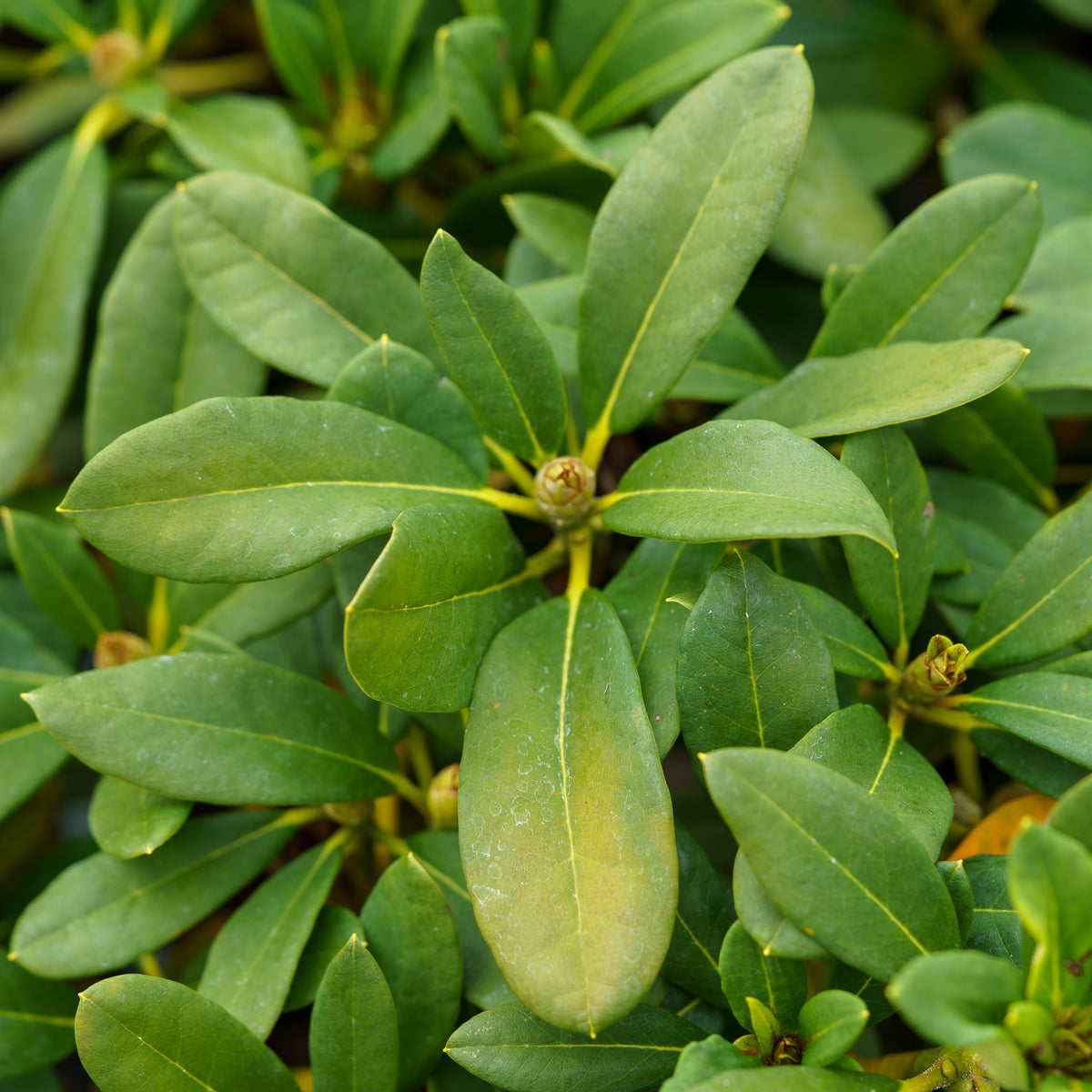 September Song Rhododendron – Plant Detectives