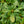 Load image into Gallery viewer, September Song Rhododendron