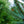 Load image into Gallery viewer, Serbian Spruce