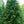 Load image into Gallery viewer, Serbian Spruce
