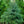 Load image into Gallery viewer, Serbian Spruce