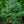Load image into Gallery viewer, Serbian Spruce