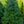Load image into Gallery viewer, Serbian Spruce