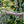 Load image into Gallery viewer, Weeping Serpentine Blue Atlas Cedar - Cedar - Conifers