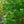 Load image into Gallery viewer, Seven-Son Flower