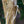Load image into Gallery viewer, Seven Sons Tree - Other Flowering Trees - Flowering Trees
