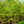 Load image into Gallery viewer, Seven Sons Tree - Other Flowering Trees - Flowering Trees