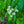 Load image into Gallery viewer, Seven-Son Flower