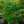 Load image into Gallery viewer, Seven-Son Flower