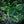 Load image into Gallery viewer, Shadowland Hope Springs Eternal Hosta