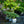 Load image into Gallery viewer, Shadowland Hope Springs Eternal Hosta