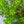 Load image into Gallery viewer, Shamrock Inkberry Holly
