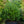 Load image into Gallery viewer, Shamrock Inkberry Holly
