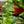 Load image into Gallery viewer, Shark Tooth Orchid Cactus