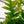 Load image into Gallery viewer, Shark Tooth Orchid Cactus