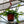 Load image into Gallery viewer, Shark Tooth Orchid Cactus