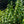 Load image into Gallery viewer, Shasta Doublefile Viburnum