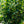 Load image into Gallery viewer, Shasta Doublefile Viburnum