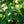 Load image into Gallery viewer, Shasta Doublefile Viburnum