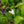 Load image into Gallery viewer, Shasta Doublefile Viburnum