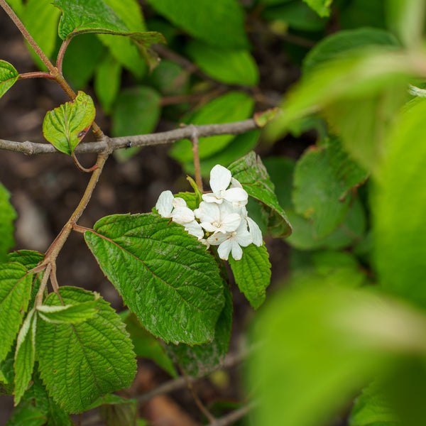 Shasta Doublefile Viburnum