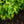 Load image into Gallery viewer, Shasta Doublefile Viburnum