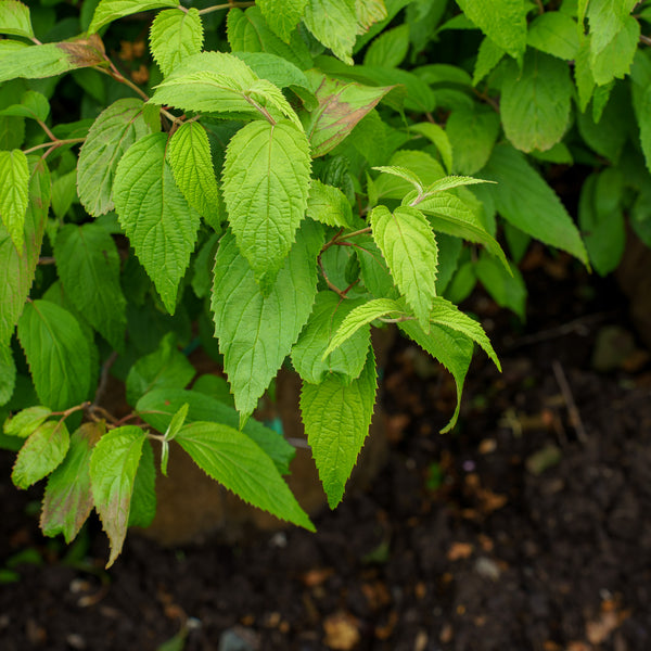 Shasta Doublefile Viburnum