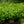 Load image into Gallery viewer, Shasta Doublefile Viburnum