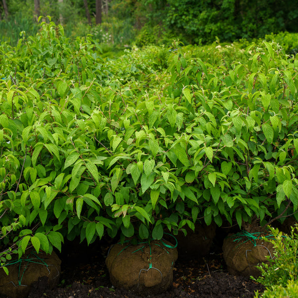 Shasta Doublefile Viburnum