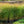 Load image into Gallery viewer, Shenandoah Switchgrass