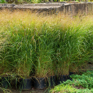 Shenandoah Switchgrass