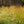 Load image into Gallery viewer, Shenandoah Switchgrass