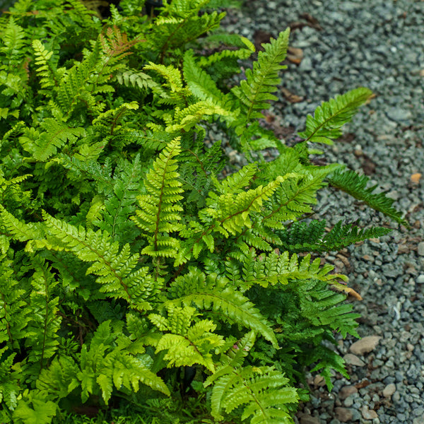 Tassel Fern