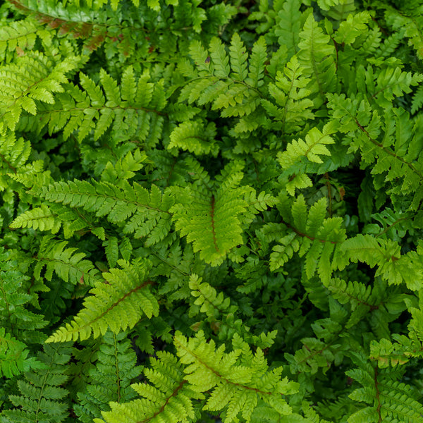 Tassel Fern